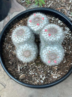 Mammillaria Cluster Specimen Cactus Live Plant #500