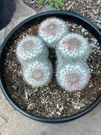 Mammillaria Cluster | Rare Live Specimen Cactus #500