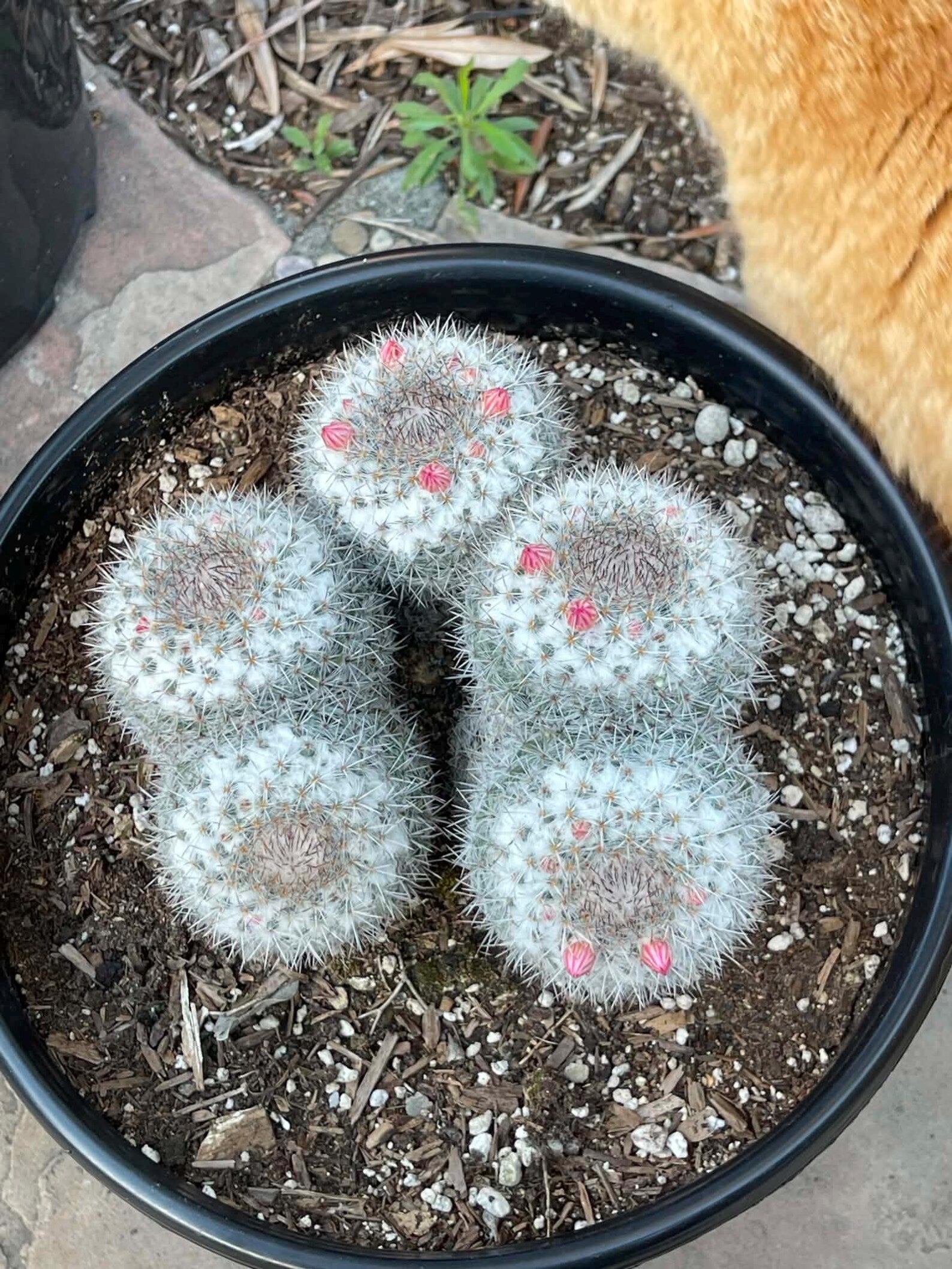 Mammillaria Cluster Specimen Cactus Live Plant #500