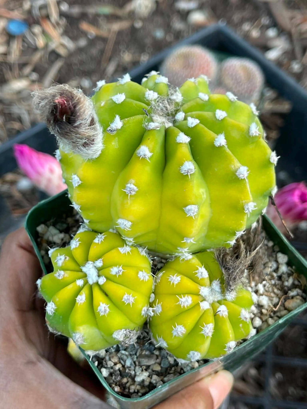 Domino Cactus Live Plant | Easy Care Cactus | 4" Cluster Cactus | Unique Gift for Plant Lovers