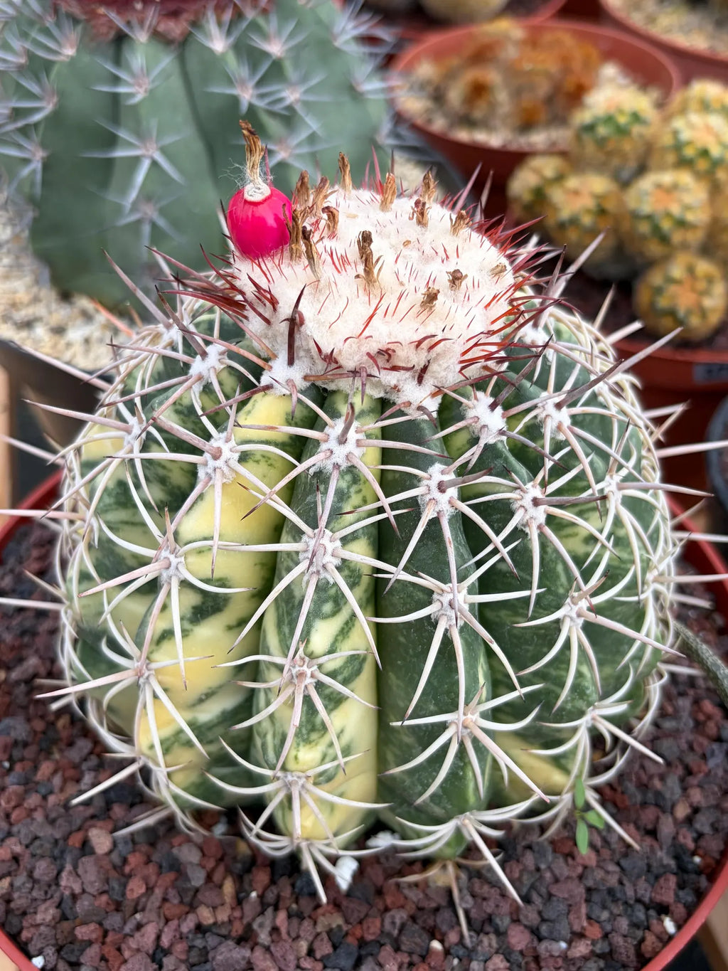 Variegated Melocactus | Rare Live Cactus Plant #417