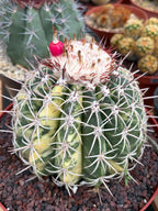 Variegated Melocactus | Rare Live Cactus Plant #417