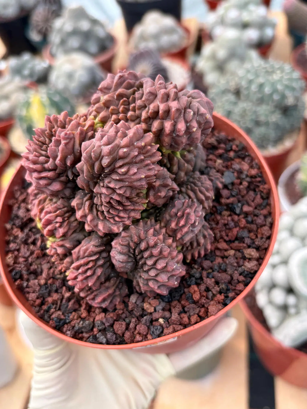 Crested Gymnocalycium Inermis | Rare Live Cactus Plant 6" #447