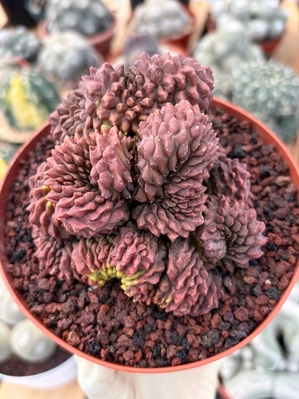 Crested Gymnocalycium Inermis | Rare Live Cactus Plant 6" #447