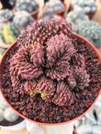 Crested Gymnocalycium Inermis | Rare Live Cactus Plant 6" #447