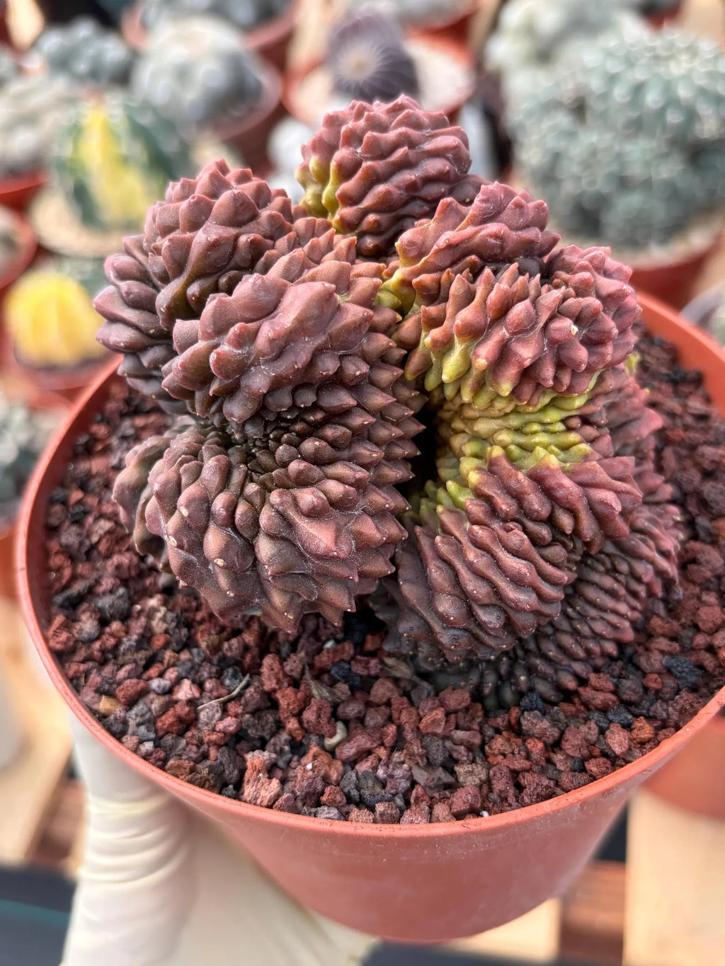 Crested Gymnocalycium Inermis | Rare Live Cactus Plant 6" #447