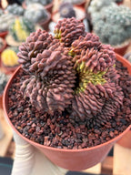 Crested Gymnocalycium Inermis | Rare Live Cactus Plant 6" #447