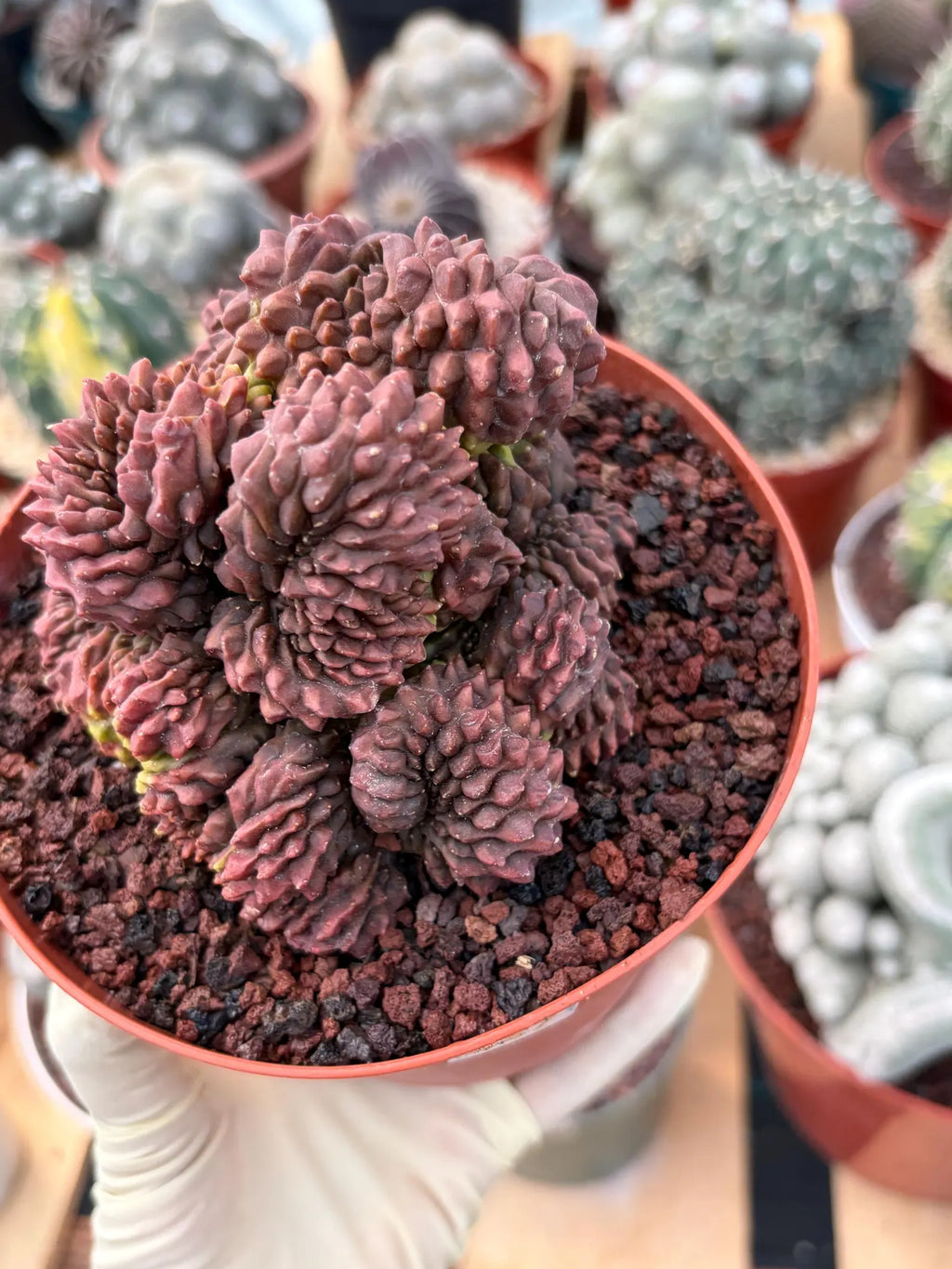 Crested Gymnocalycium Inermis | Rare Live Cactus Plant 6" #447