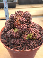 Crested Gymnocalycium Inermis | Rare Live Cactus Plant 6" #447
