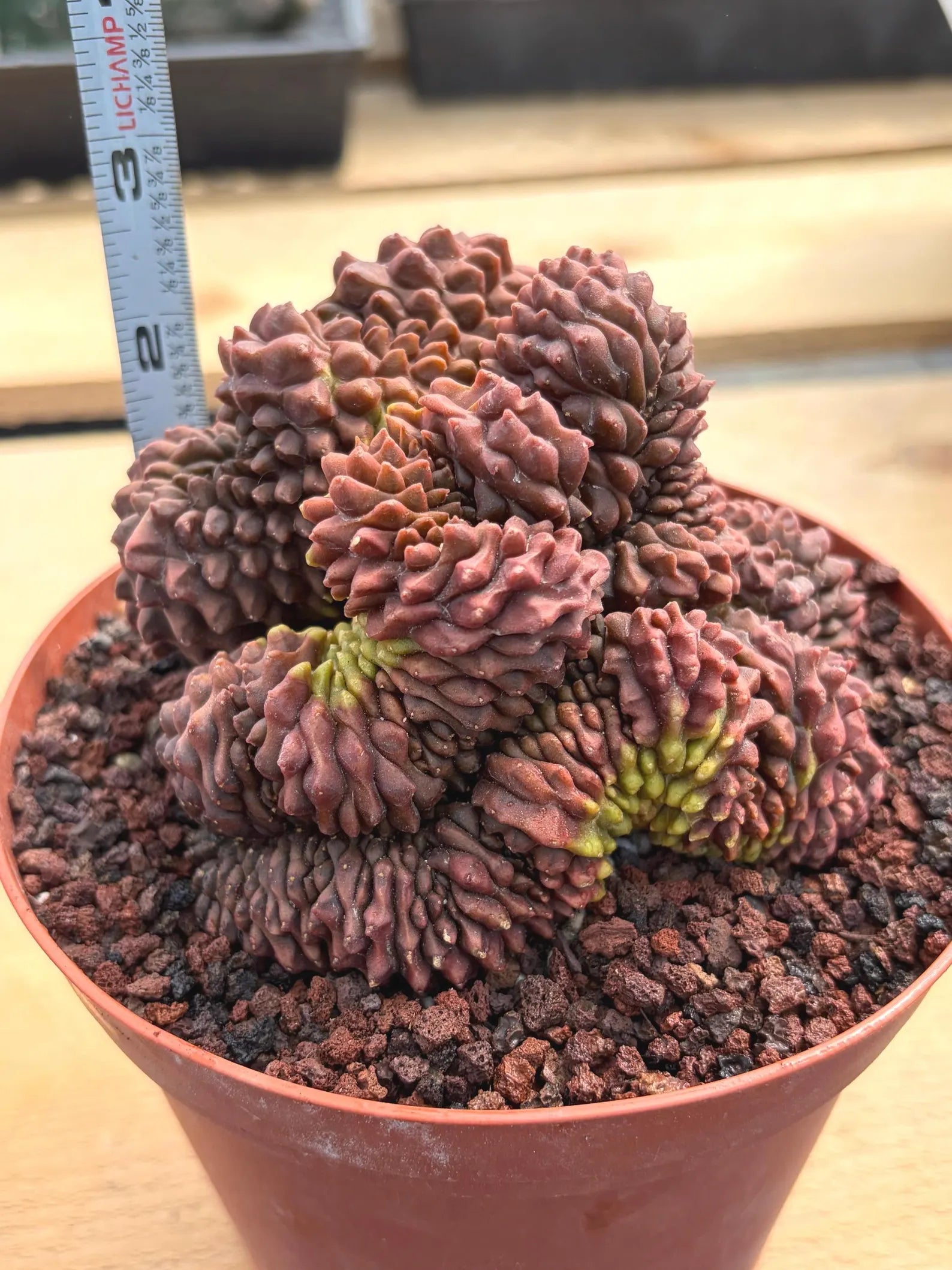 Crested Gymnocalycium Inermis | Rare Live Cactus Plant 6" #447