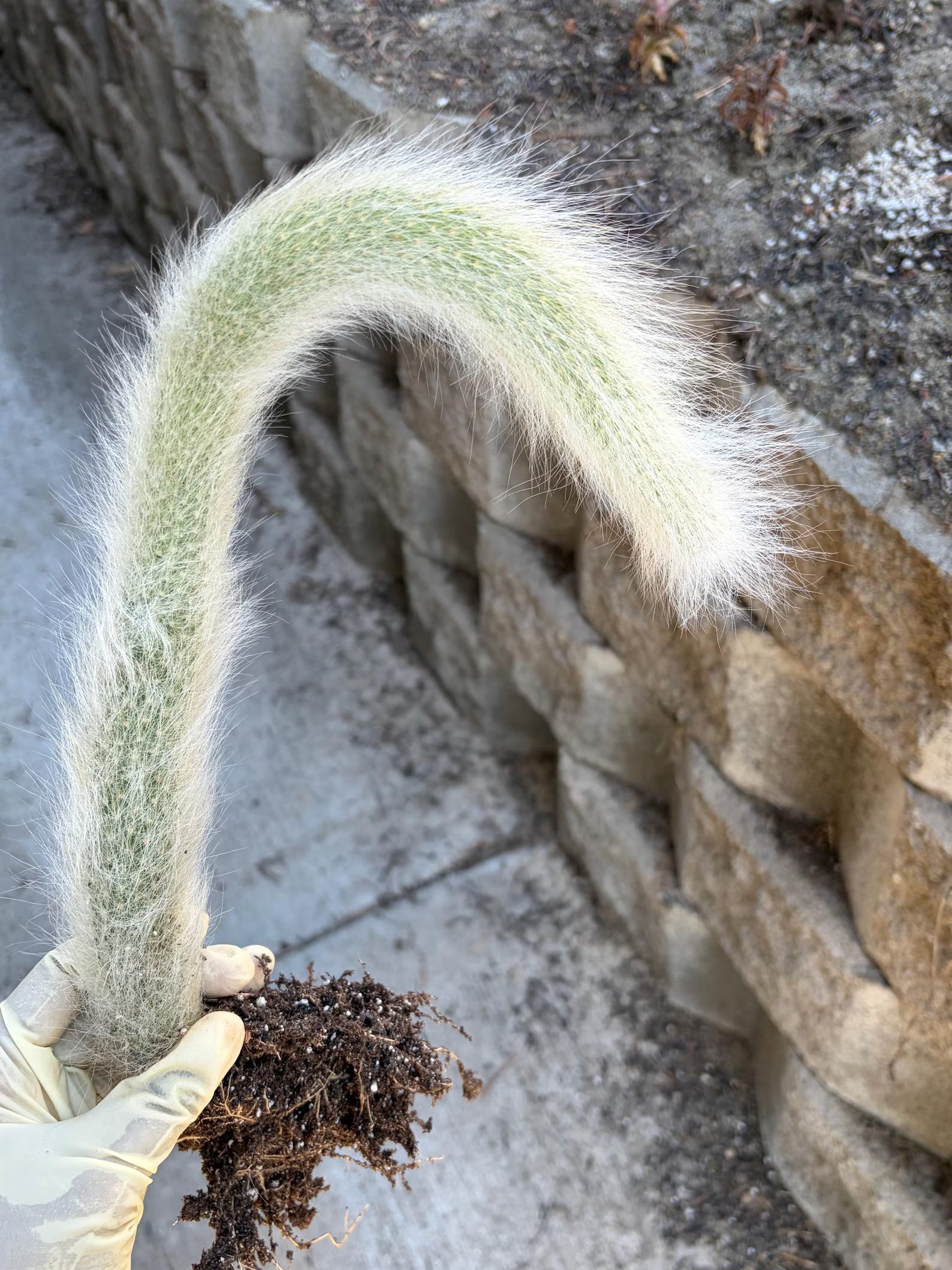Hairy Monkey Tail Cactus | White Fuzzy Trailing Cactus | Live Succulent Cutting