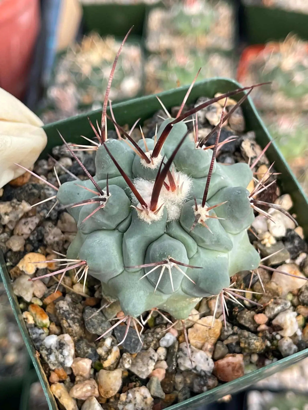 Thelocactus Rinconensis Live Cactus | Seed Grown Rare Spiny Cactus Seedling