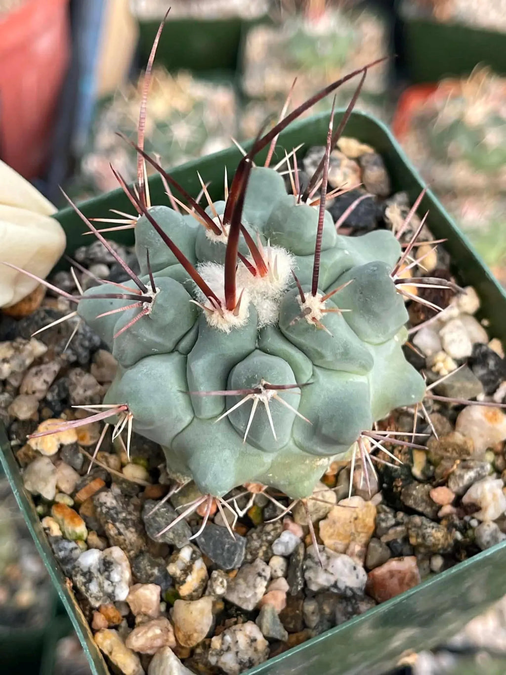 Thelocactus Rinconensis Live Cactus | Seed Grown Rare Spiny Cactus Seedling