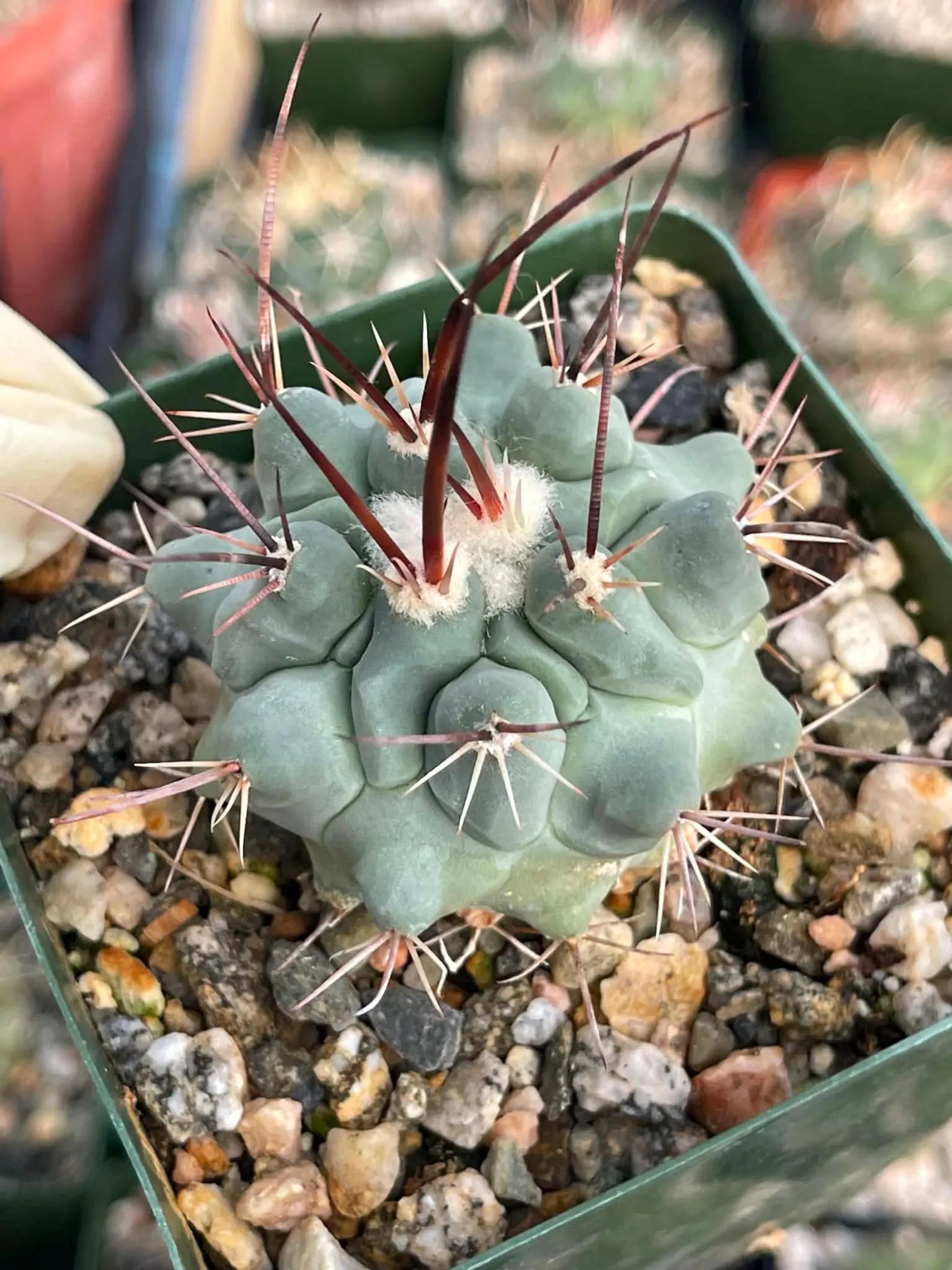 Thelocactus Rinconensis Live Cactus | Seed Grown Rare Spiny Cactus Seedling