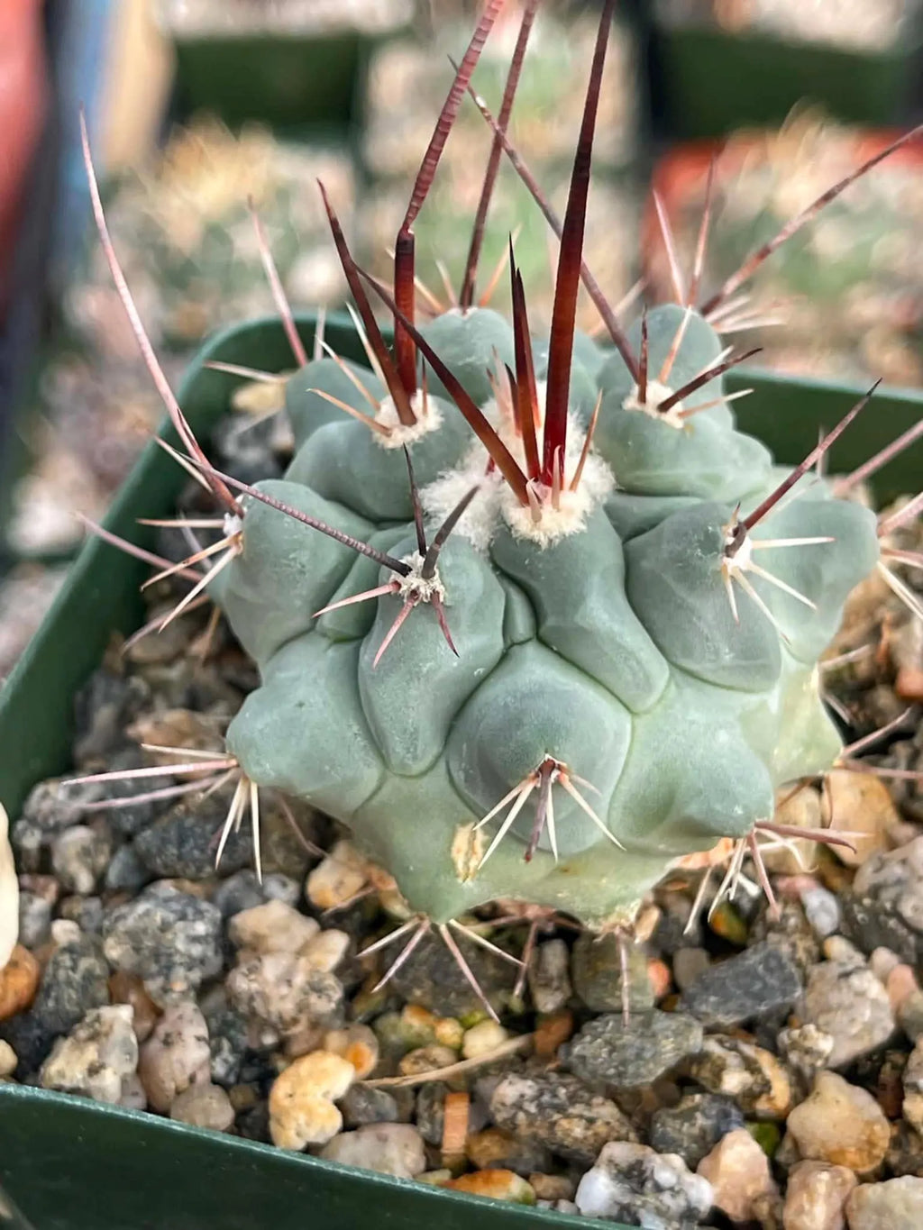 Thelocactus Rinconensis Live Cactus | Seed Grown Rare Spiny Cactus Seedling