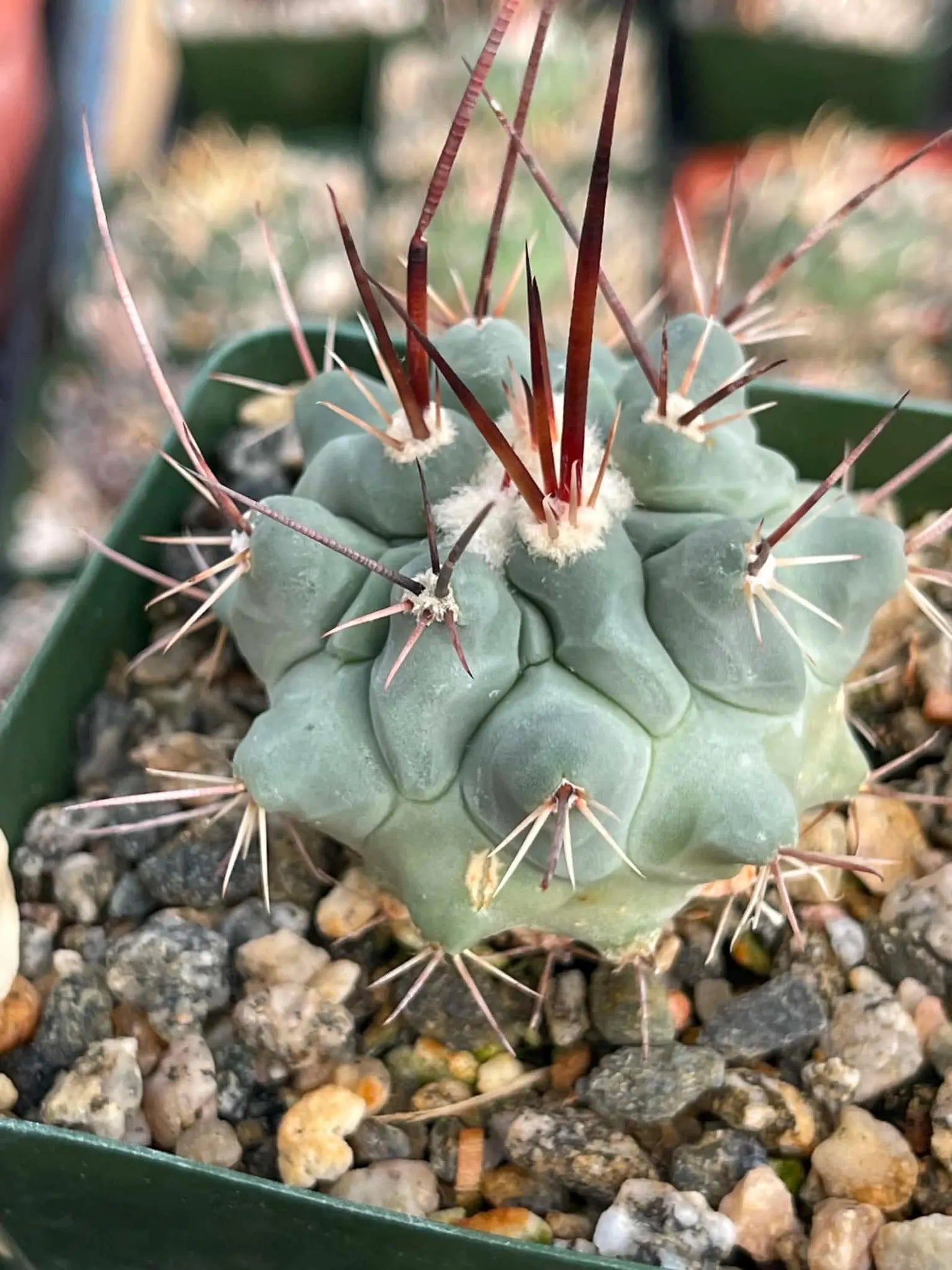 Thelocactus Rinconensis Live Cactus | Seed Grown Rare Spiny Cactus Seedling