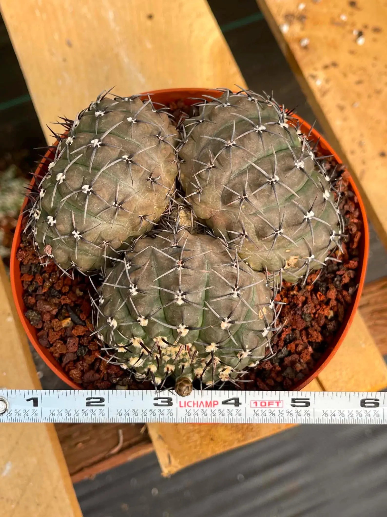 Gymnocalycium Bodenbenderianum Triple Head #507 | Rare Collector Cactus | WYSIWYG