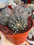 Gymnocalycium Bodenbenderianum Triple Head #507 | Rare Collector Cactus | WYSIWYG
