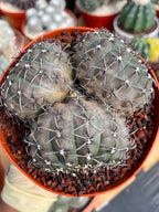 Gymnocalycium Bodenbenderianum Triple Head #507 | Rare Collector Cactus | WYSIWYG