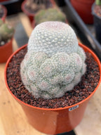 Mammillaria Candida with Pups #628