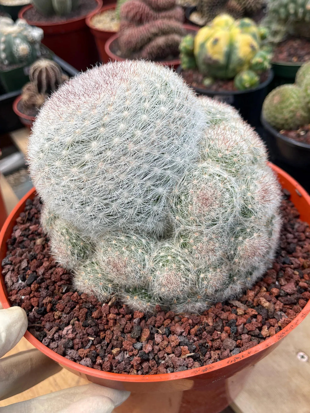 Mammillaria Candida with Pups #628