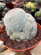 Mammillaria Candida with Pups #628