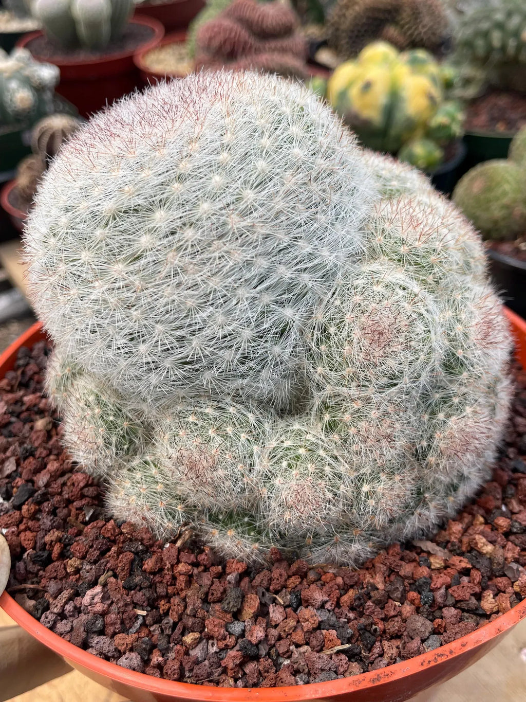 Mammillaria Candida with Pups #628