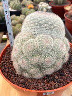 Mammillaria Candida with Pups #628
