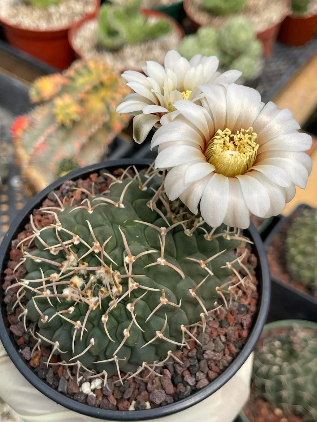 Crested Gymnocalycium Vatteri #397 | Rare Live Crested Cactus