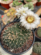 Crested Gymnocalycium Vatteri #397 | Rare Live Crested Cactus