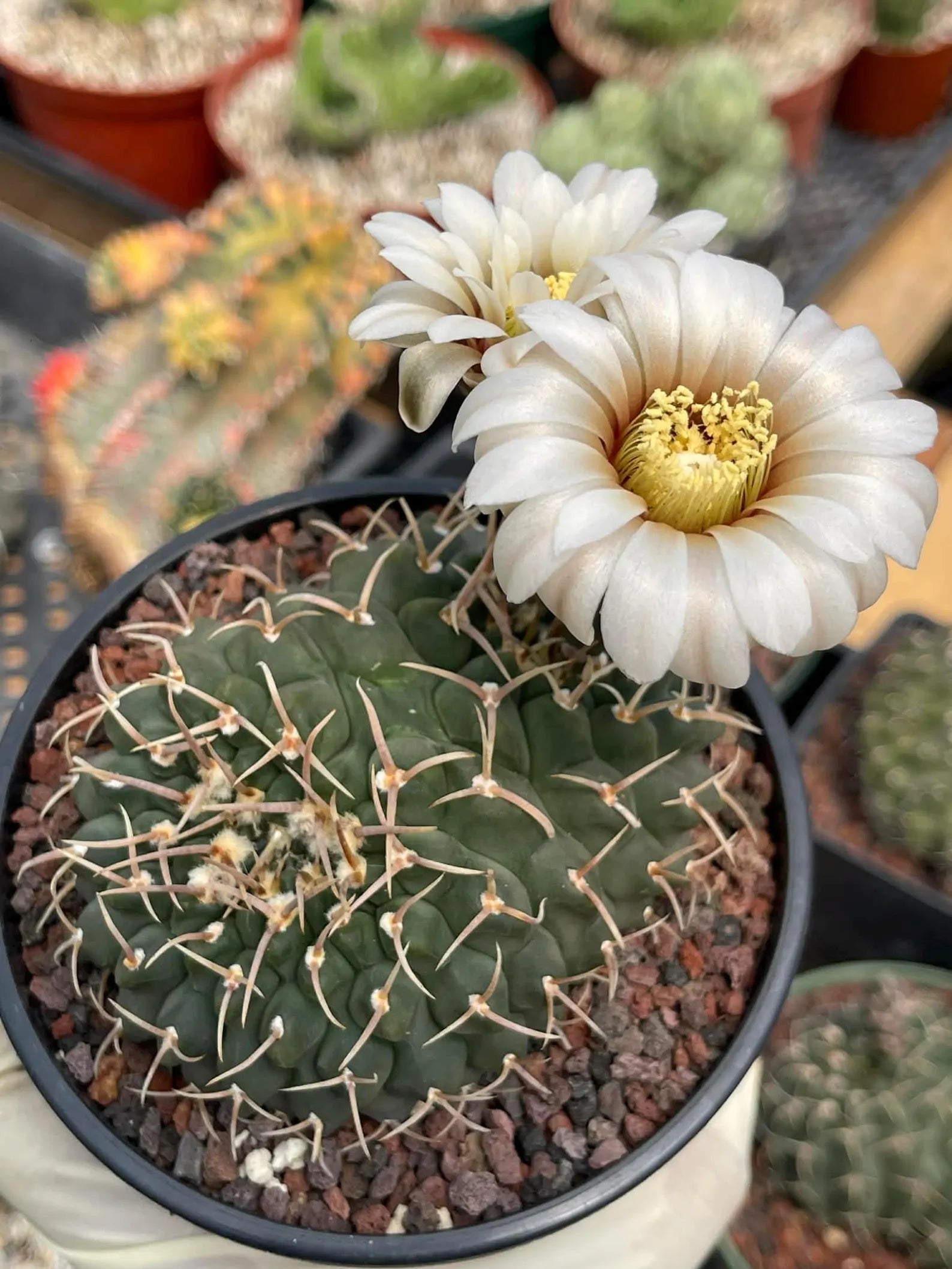 Crested Gymnocalycium Vatteri #397 | Rare Live Crested Cactus