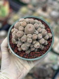 Rebutia Heliosa Cluster | Rare Live Cactus | Own Roots | Collector Cactus | 5" Pot Reference