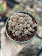 Rebutia Heliosa Cluster | Rare Live Cactus | Own Roots | Collector Cactus | 5" Pot Reference
