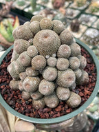 Rebutia Heliosa Cluster | Rare Live Cactus | Own Roots | Collector Cactus | 5" Pot Reference