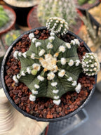 Gymnocalycium LB2178 with Pups #697 | Rare Live Cactus | Collector Cactus | Exact Plant | 4" Pot Reference