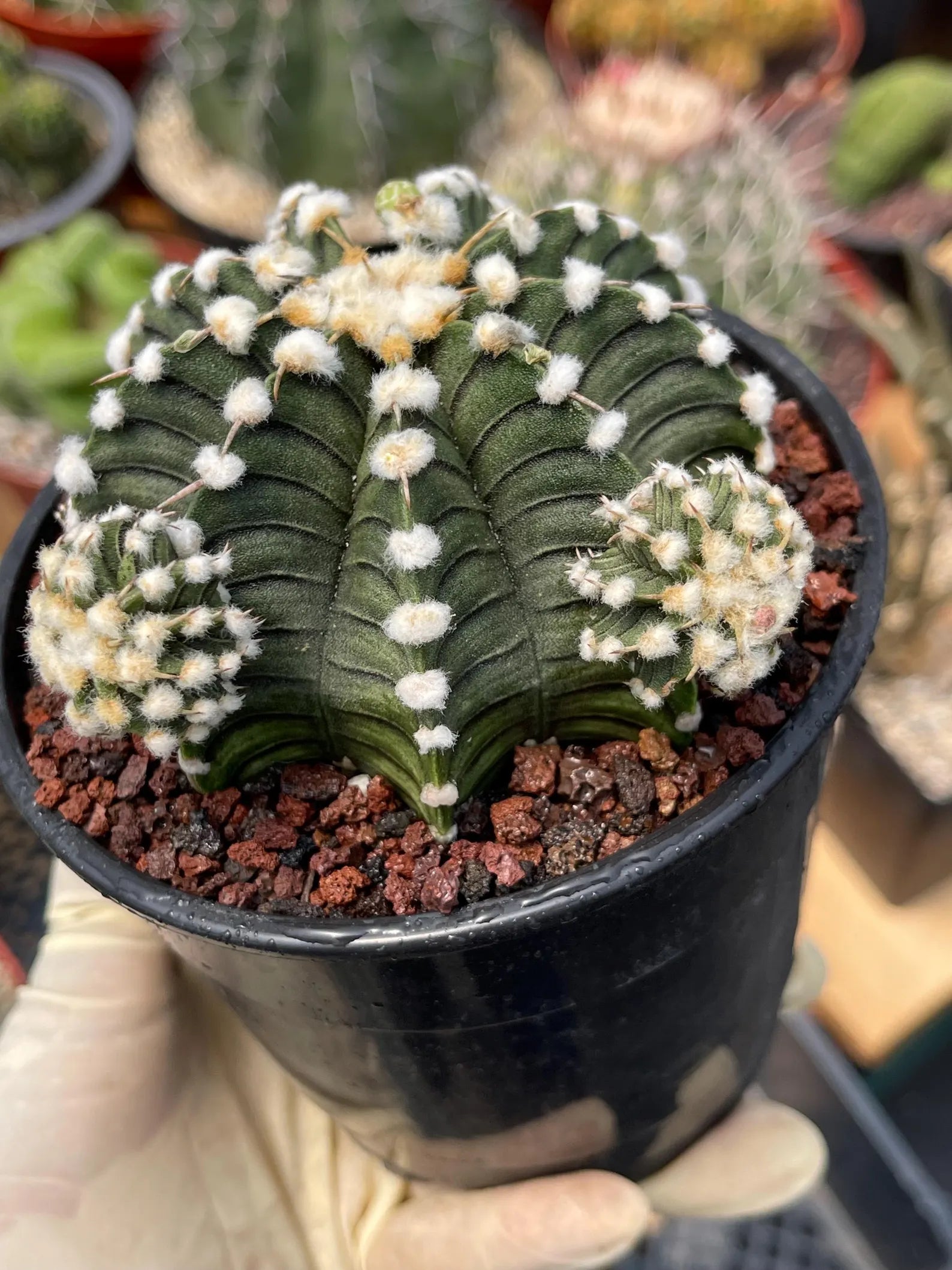 Gymnocalycium LB2178 with Pups #697 | Rare Live Cactus | Collector Cactus | Exact Plant | 4" Pot Reference