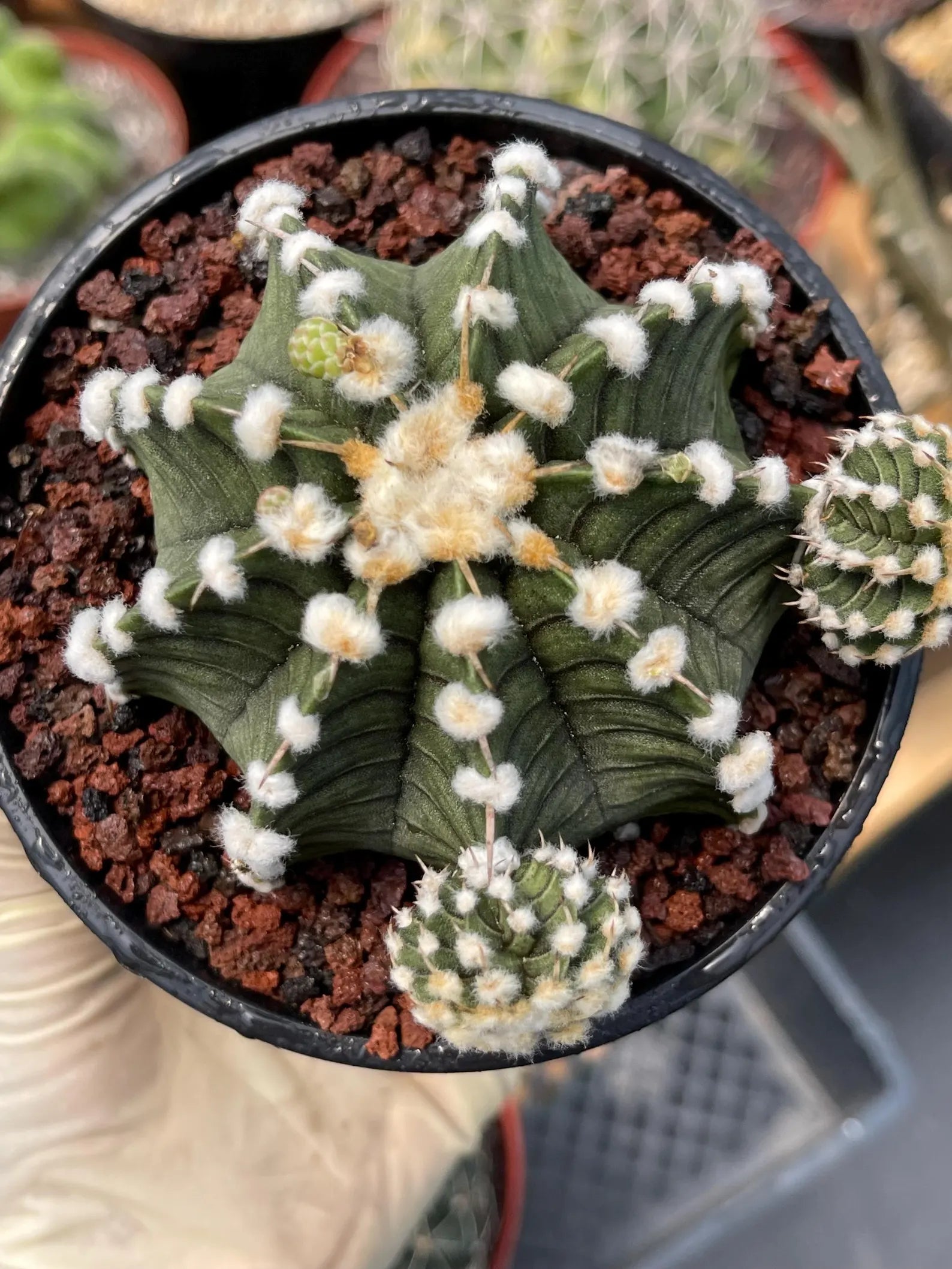 Gymnocalycium LB2178 with Pups #697 | Rare Live Cactus | Collector Cactus | Exact Plant | 4" Pot Reference