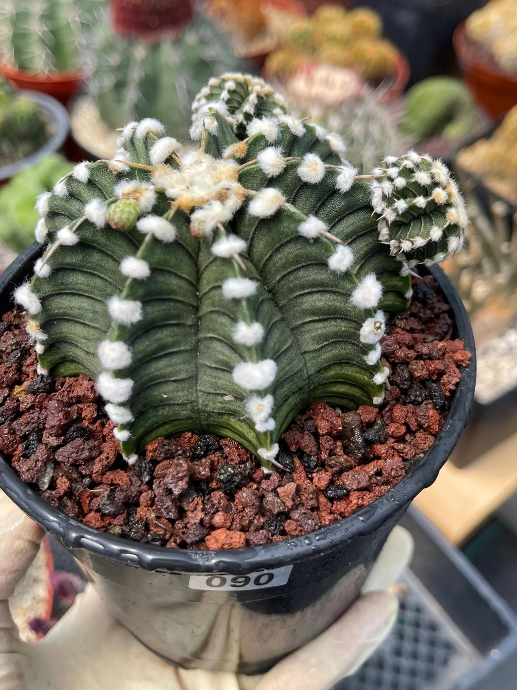 Gymnocalycium LB2178 with Pups #697 | Rare Live Cactus | Collector Cactus | Exact Plant | 4" Pot Reference