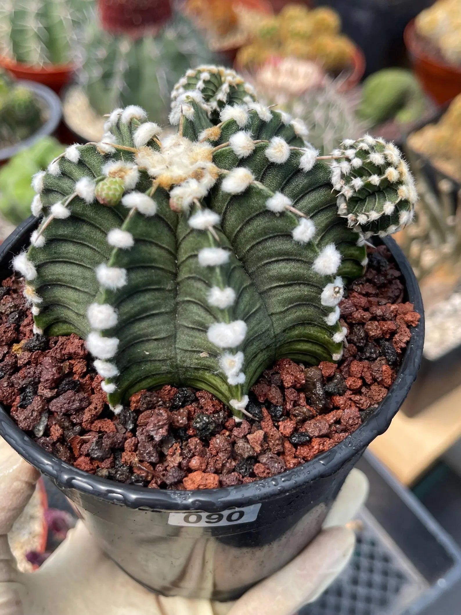 Gymnocalycium LB2178 with Pups #697 | Rare Live Cactus | Collector Cactus | Exact Plant | 4" Pot Reference