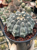 Gymnocalycium Vaterii Single Spine Seed Grown Live Cactus – Rare Collector Plant #617