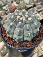 Gymnocalycium Vaterii Single Spine Seed Grown Live Cactus – Rare Collector Plant #617