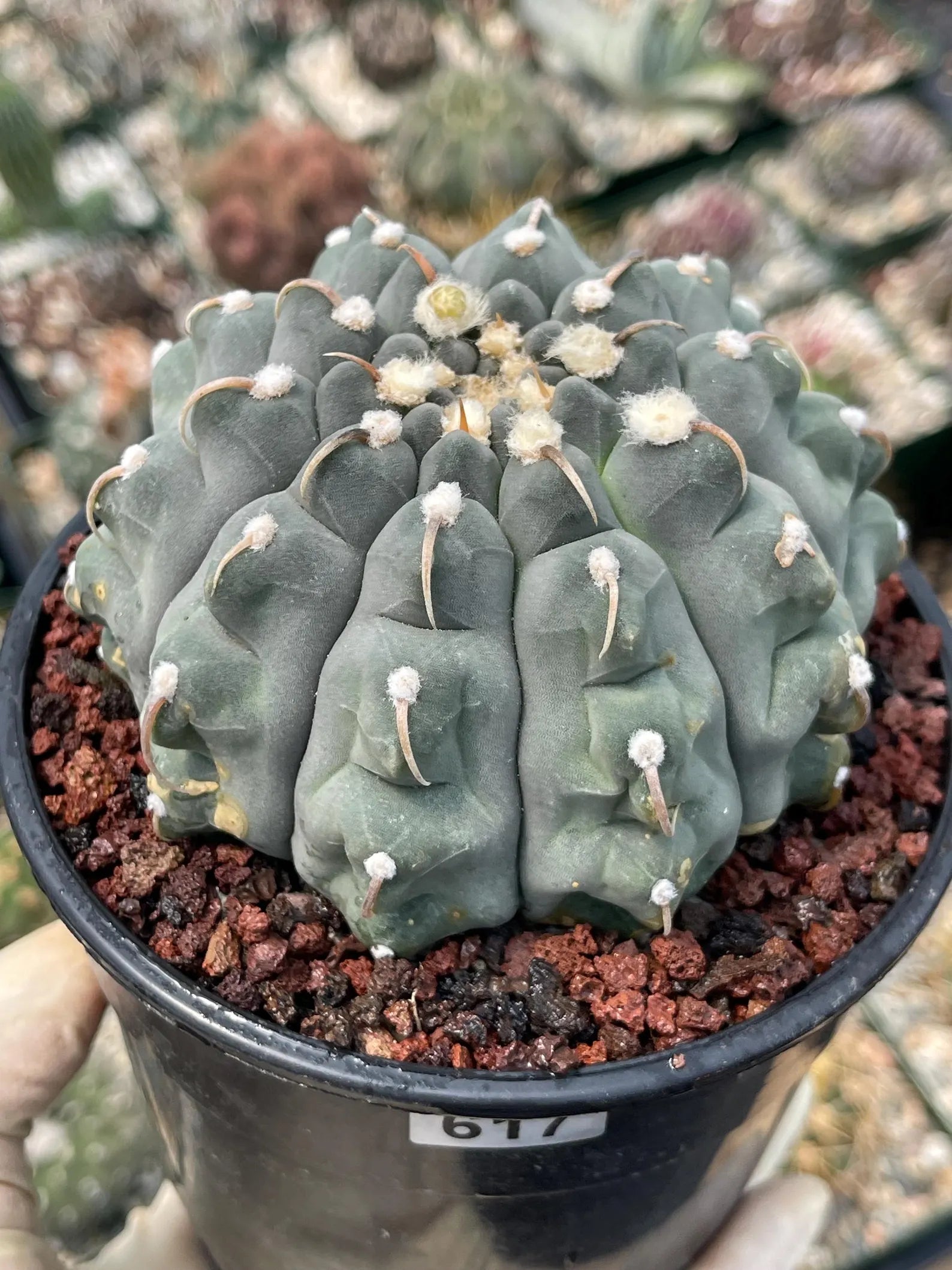 Gymnocalycium Vaterii Single Spine Seed Grown Live Cactus – Rare Collector Plant #617