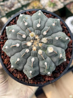 Gymnocalycium Vaterii Single Spine Seed Grown Live Cactus – Rare Collector Plant #617