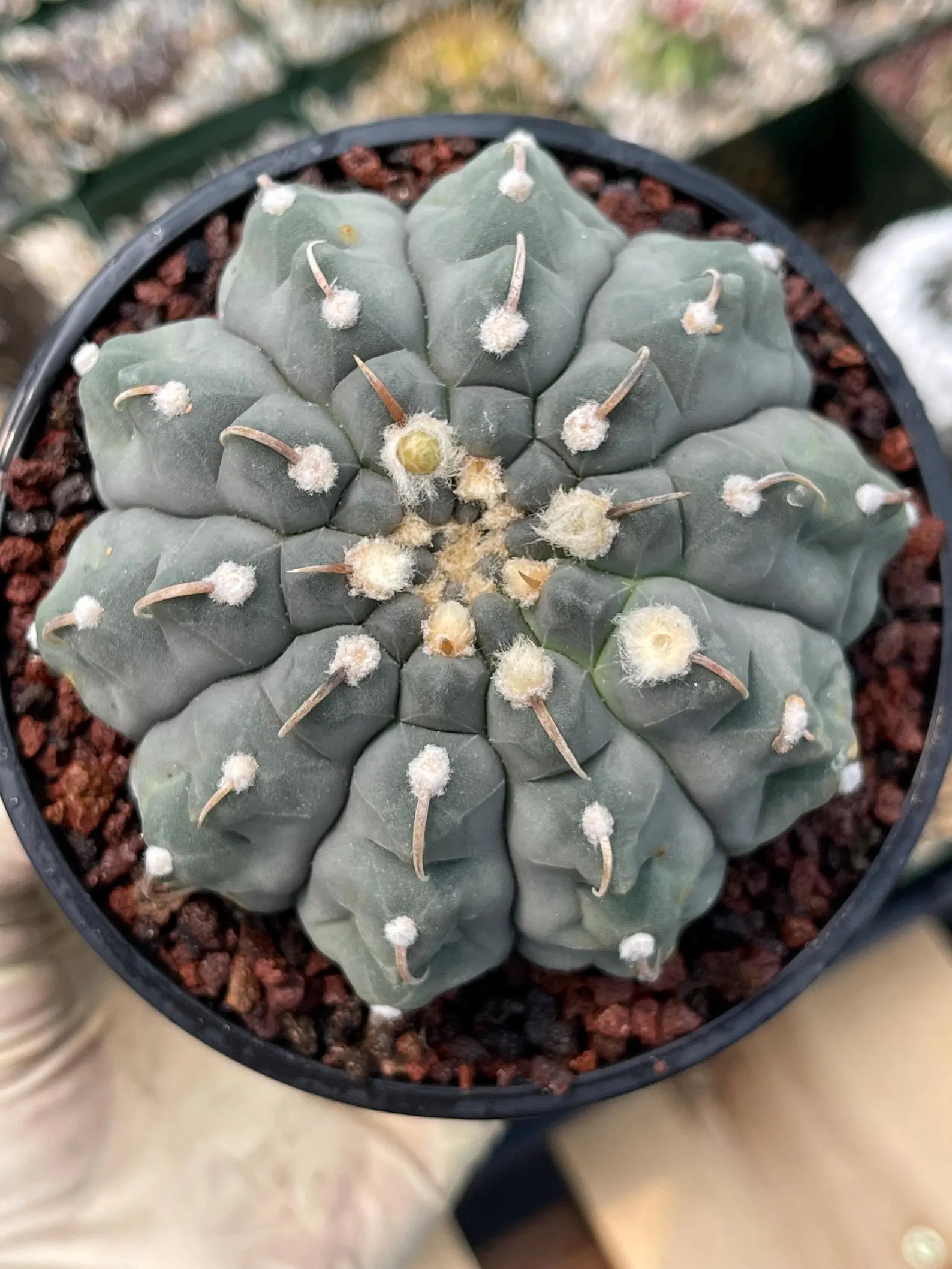 Gymnocalycium Vaterii Single Spine Seed Grown Live Cactus – Rare Collector Plant #617