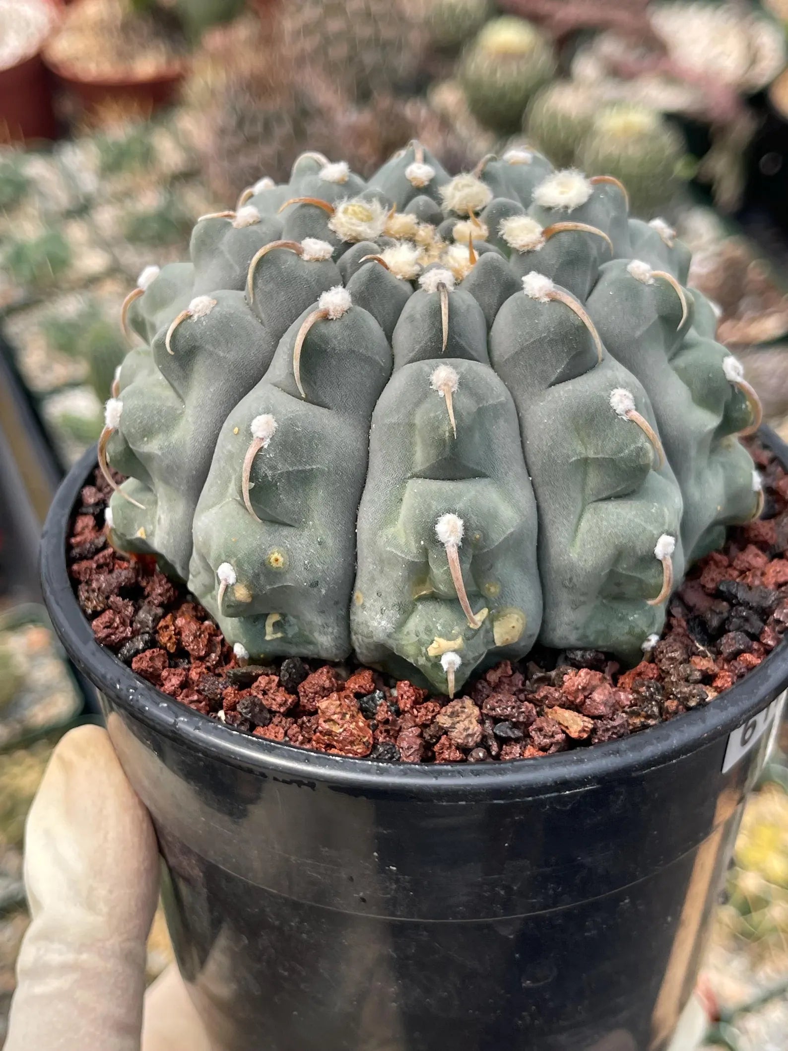 Gymnocalycium Vaterii Single Spine Seed Grown Live Cactus – Rare Collector Plant #617