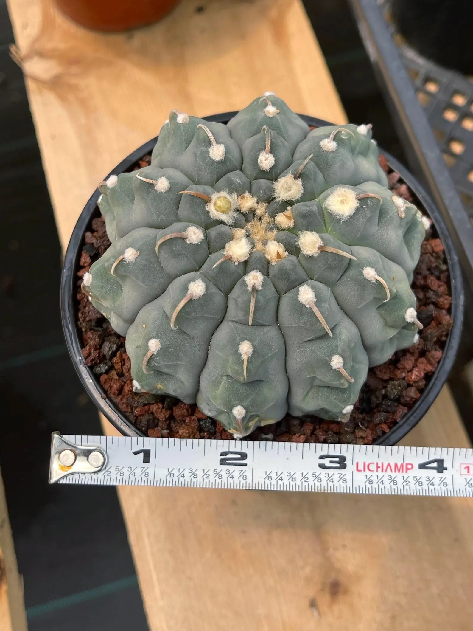 Gymnocalycium Vaterii Single Spine Seed Grown Live Cactus – Rare Collector Plant #617