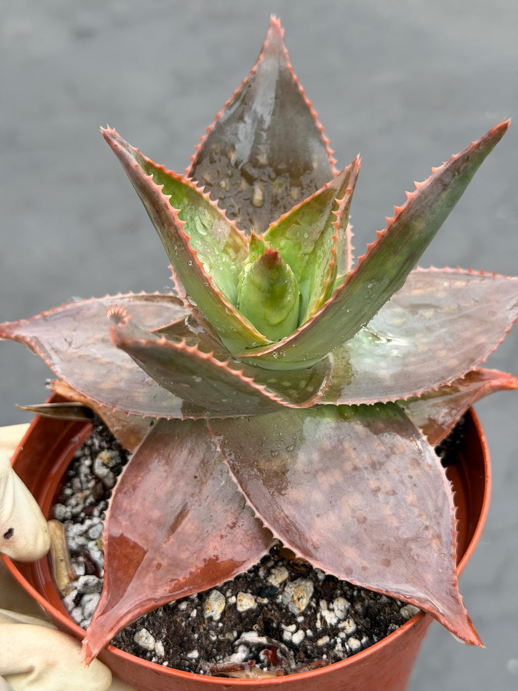Aloe umfoloziensis Live Succulent Plant | Rare Collectible Exotic Houseplant
