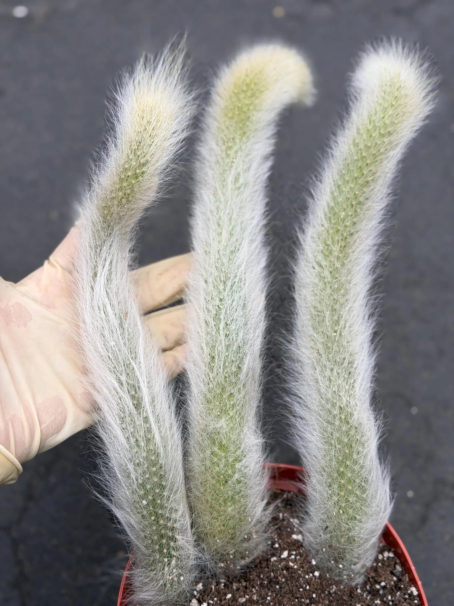 Hairy Monkey Tail Cactus – Fuzzy White Trailing Succulent Live Plant #664