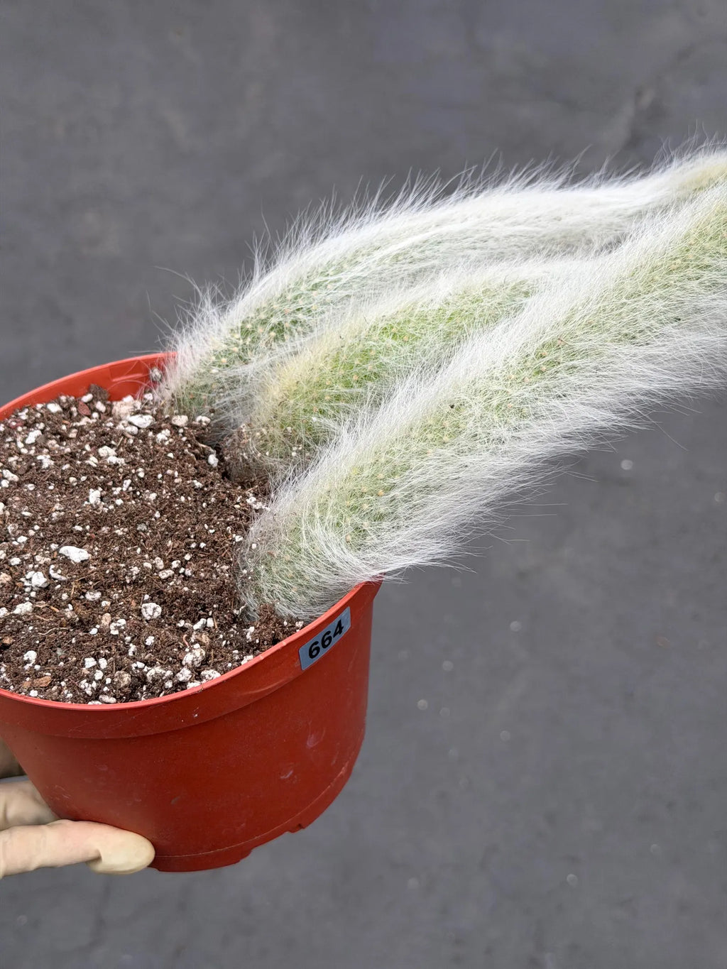 Hairy Monkey Tail Cactus – Fuzzy White Trailing Succulent Live Plant #664