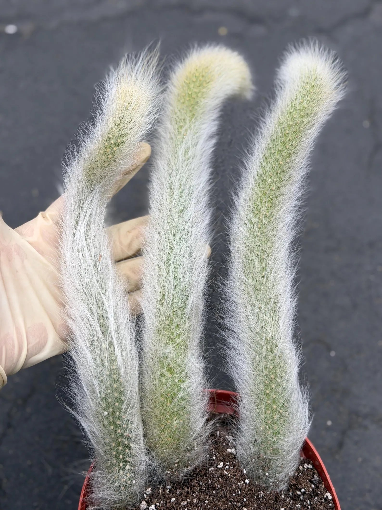 Hairy Monkey Tail Cactus – Fuzzy White Trailing Succulent Live Plant #664